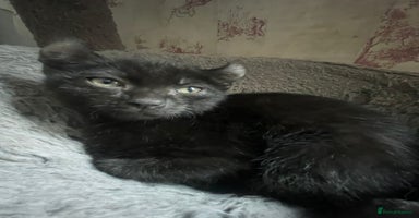 Dwelf cats - Advert 4