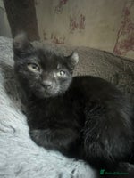 Mixed Breed cats - Advert 10