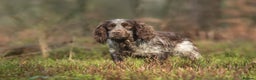 Cocker Spaniel dogs for stud: Working Cocker Gonio✅BVA eye tested✅ Hips/Elbows✅ in Pickering - Advert 2