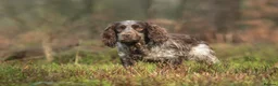 Cocker Spaniel dogs for stud: Working Cocker Gonio✅BVA eye tested✅ Hips/Elbows✅ in Pickering - Advert 2