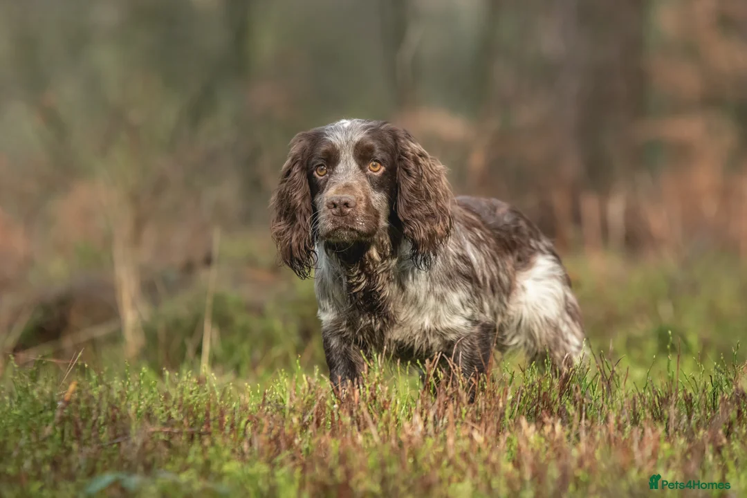 Cocker Spaniel dogs for stud: Working Cocker Gonio✅BVA eye tested✅ Hips/Elbows✅ in Pickering - Advert 2