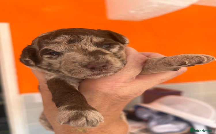 Miniature Poodle dogs - Advert 1