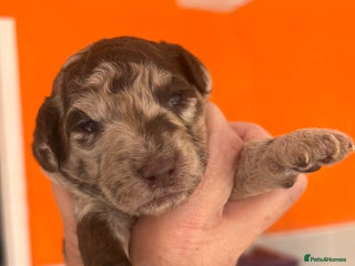 Miniature Poodle dogs - Advert 4