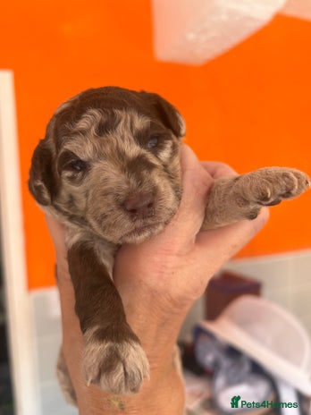 Miniature Poodle dogs - Advert 1