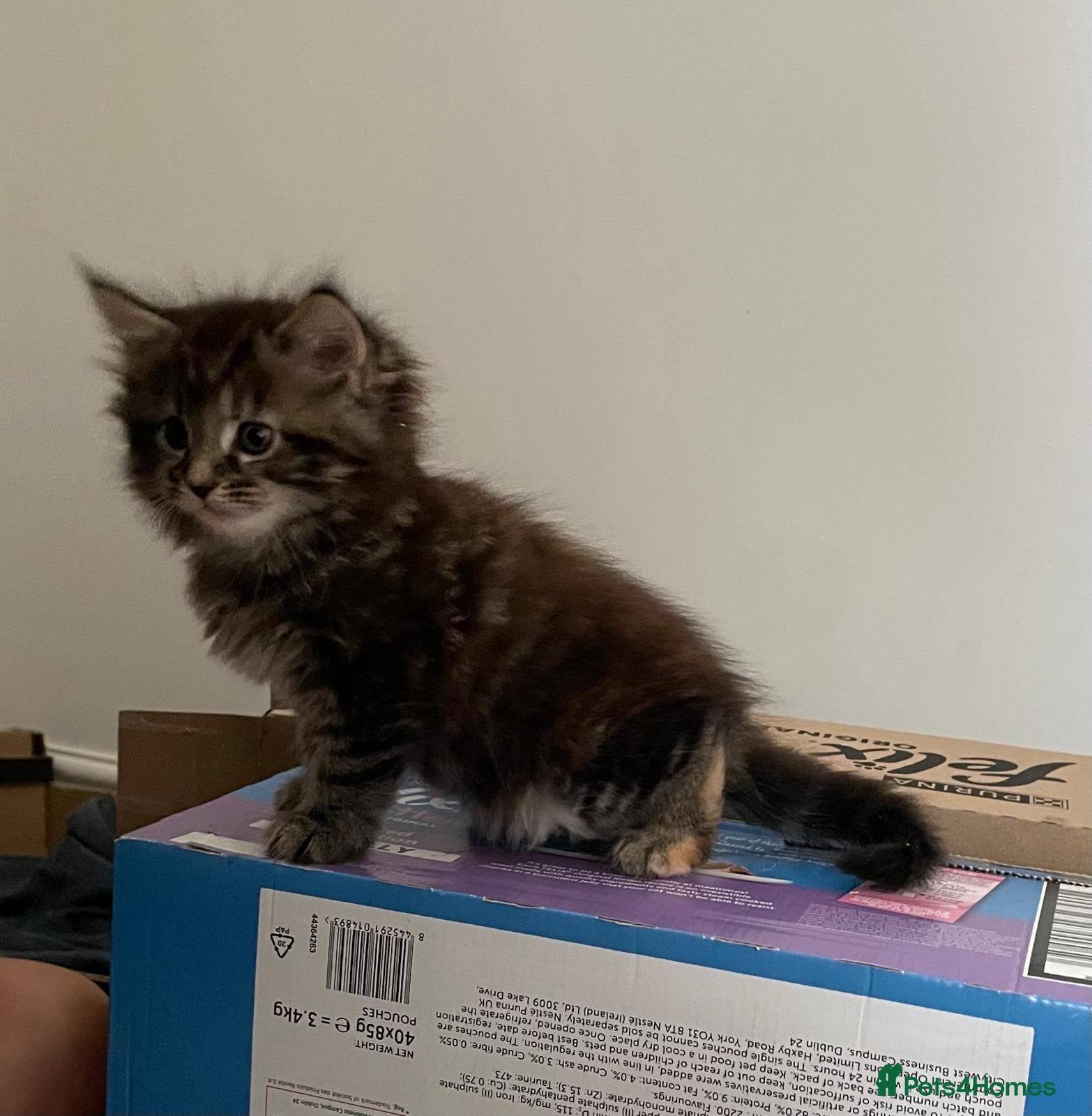 Maine Coon Kitten 5
