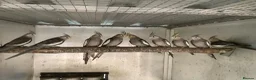 Cockatiels birds for sale:  2026 Young cockatiels, Plus breeding pair - Advert 10