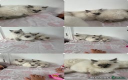 Ragdoll cats for sale: Beautiful ragdoll kittens  - Image 14