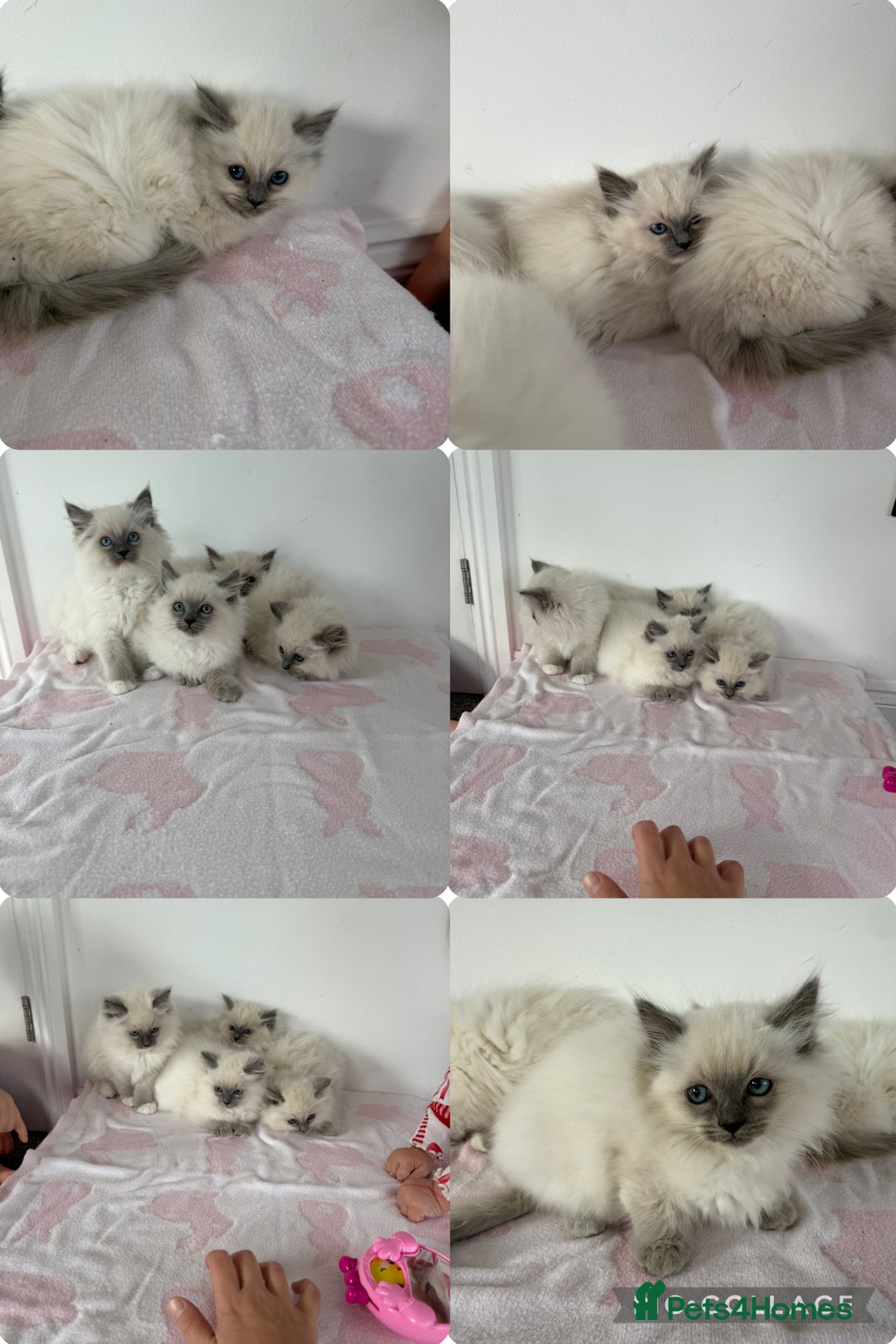 Ragdoll cats for sale: Beautiful ragdoll kittens  - Image 14