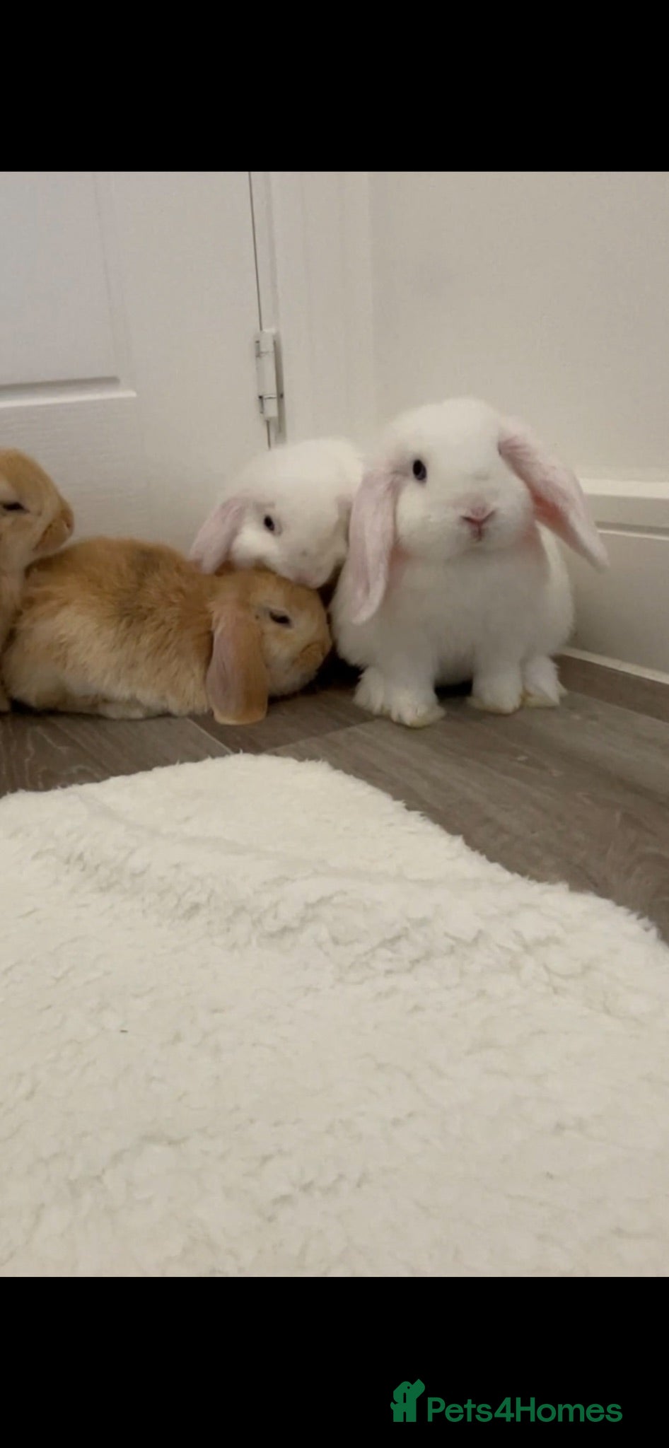 Mini Lop rabbits Baby Mini Lop Beautiful boy - Advert 21