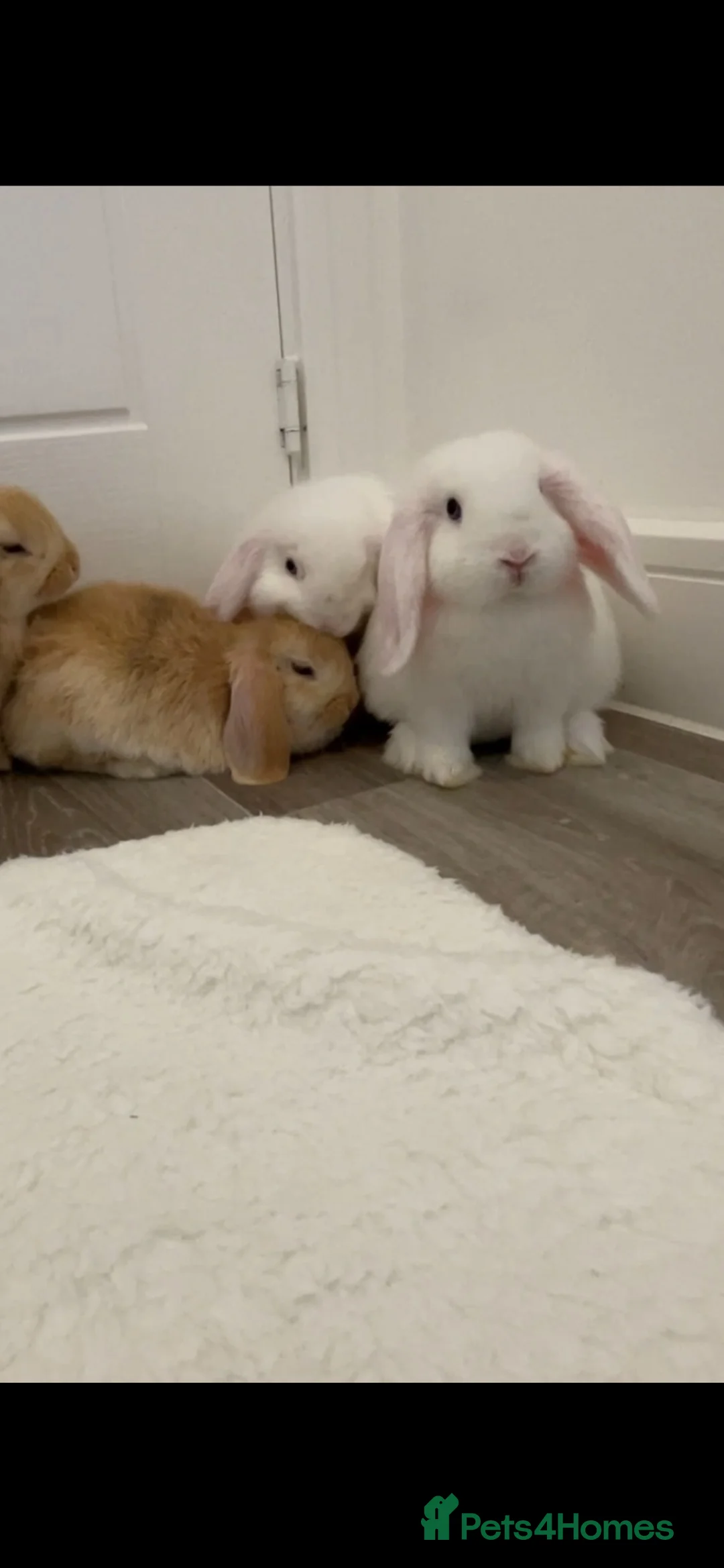 Mini Lop rabbits for sale: Baby Mini Lop Beautiful boy - Advert 2