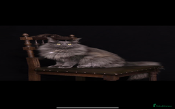 Maine Coon cats for sale: 😻GCCF HUGE RUSSIAN/GERMAN IMPORT MC KITTENS 😻 - Image 5