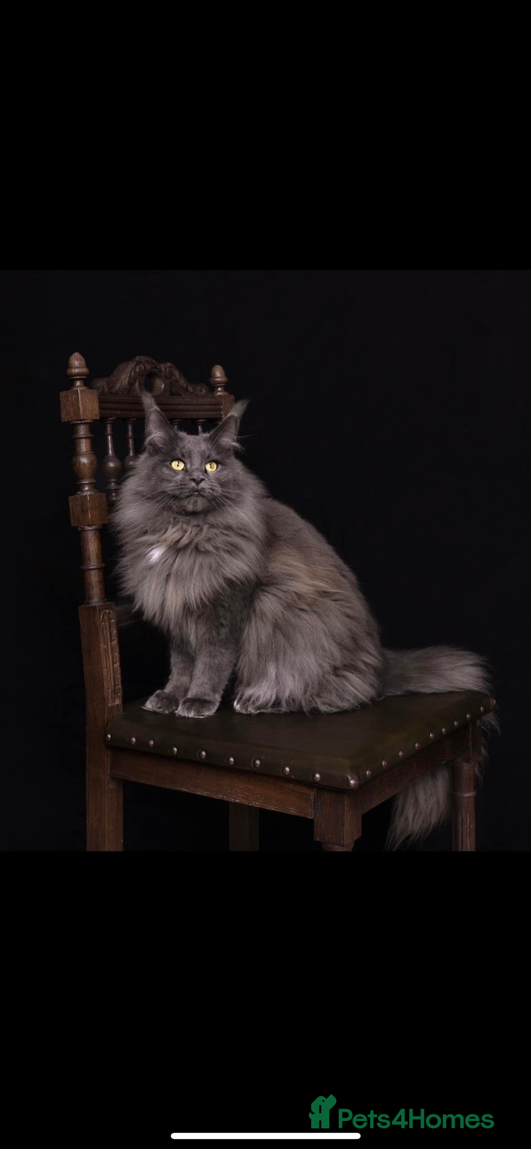 Maine Coon cats for sale: 😻GCCF HUGE RUSSIAN/GERMAN IMPORT MC KITTENS 😻 - Image 5