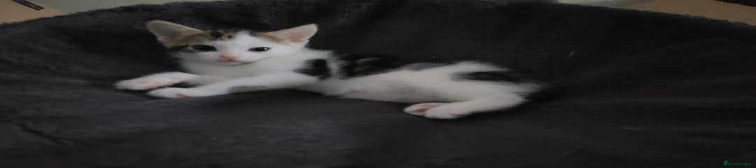 Mixed Breed Kitten 3