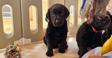 Labrador Retriever dogs - Advert 4