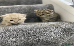 British Shorthair cats for sale: Gorgeous British shorthair kittens  - Image 17