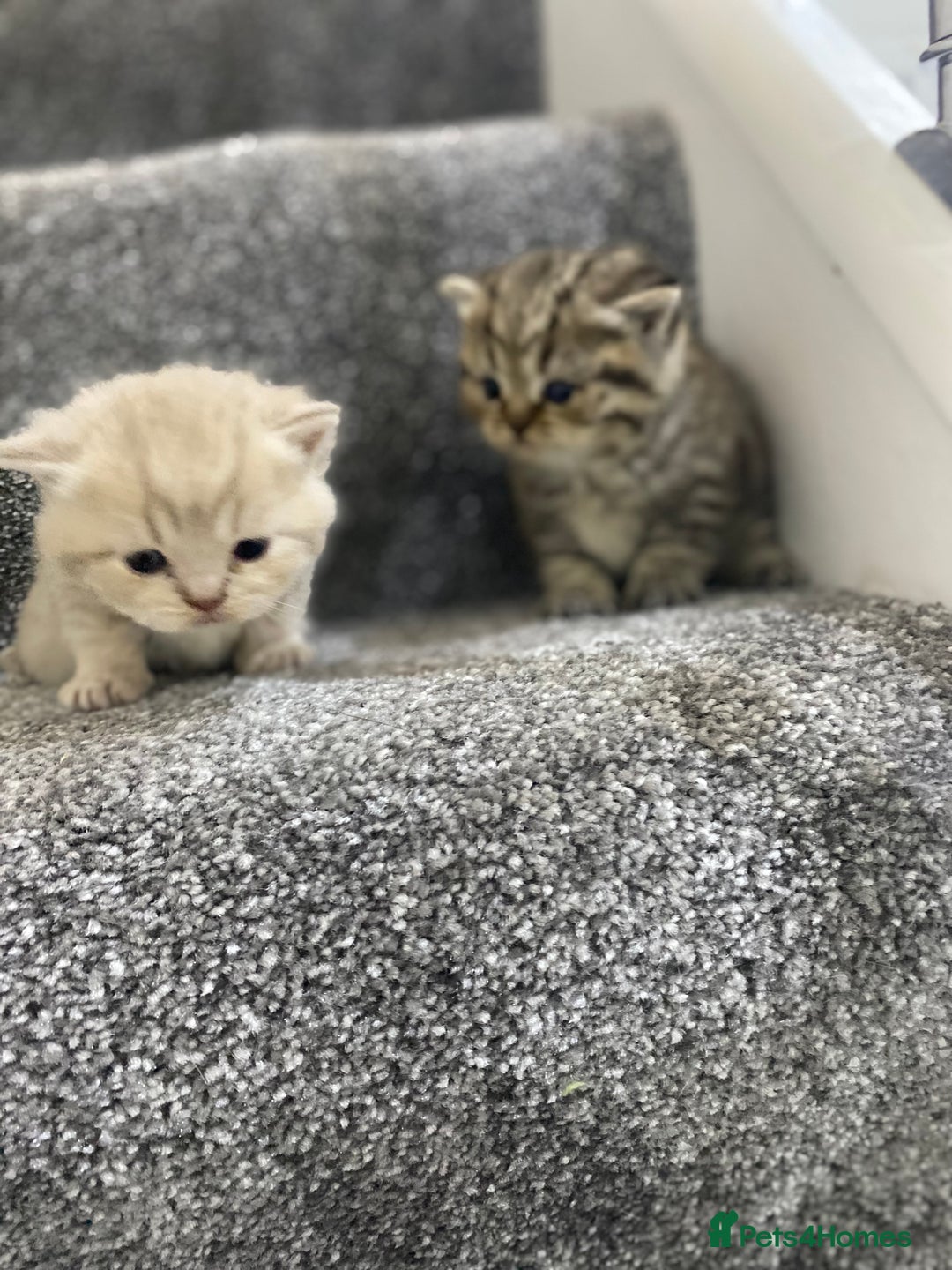 British Shorthair cats for sale: Gorgeous British shorthair kittens  - Image 17