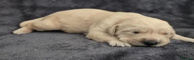 Goldador Puppy 4