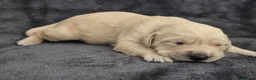 Goldador dogs for sale: 🐾 Beautiful Goldador Puppies Raised with Love 🐶 in Coventry - Advert 20