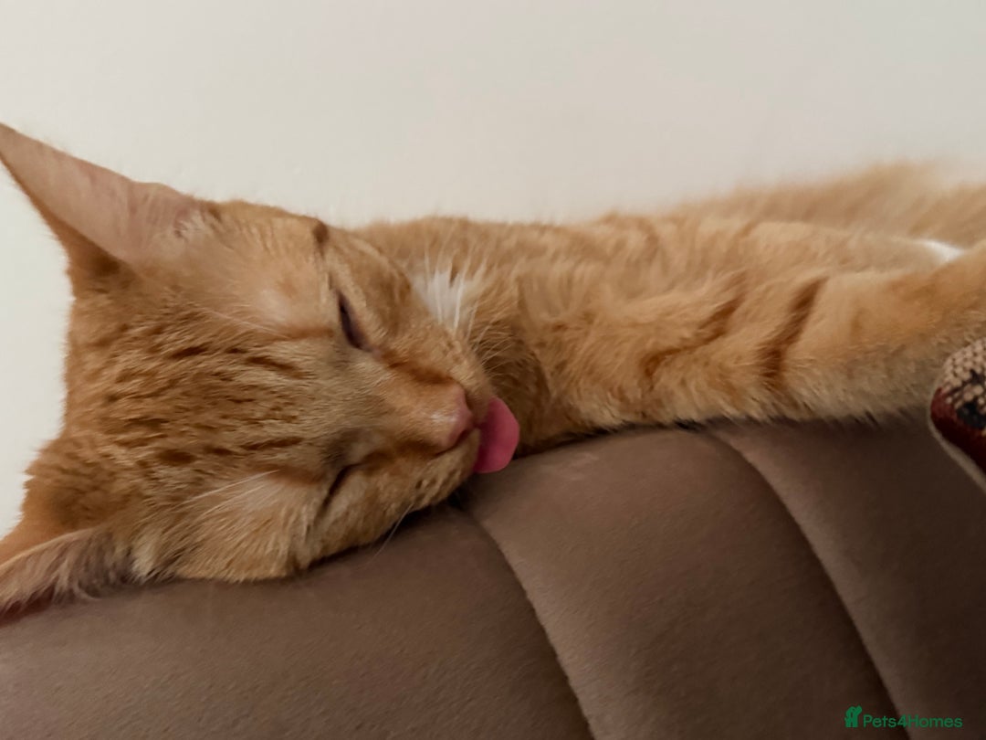 Mixed Breed cats for sale: Ginger cat/ 7 months old  - Image 11