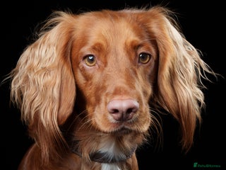 Cocker Spaniel dogs Gorgeous litter of cocker spaniel pups - Advert 12