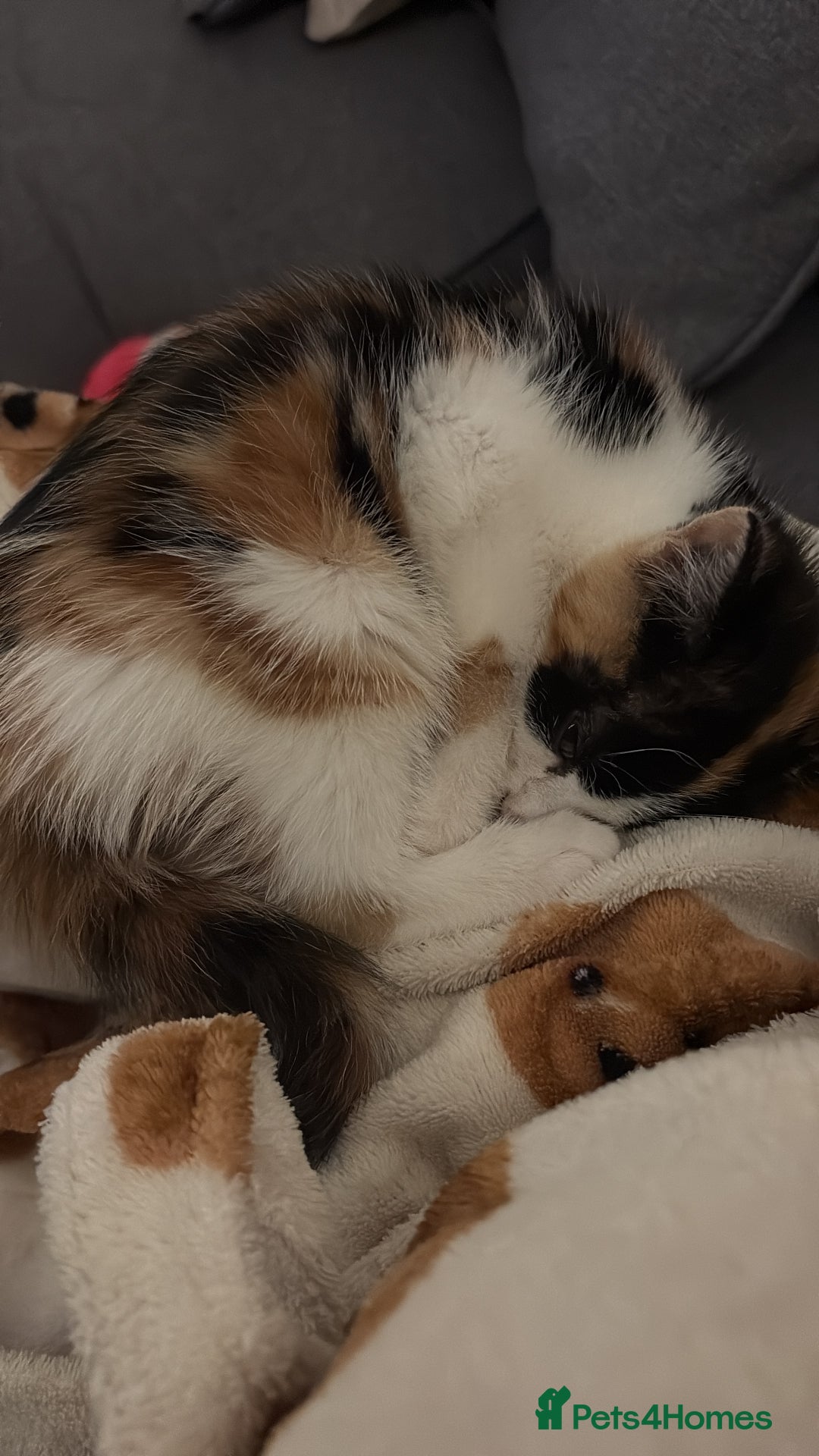 Domestic Shorthair cats for sale: Female calico kitten  - Advert 1