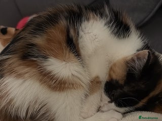 Domestic Shorthair cats Female calico kitten - Advert 2