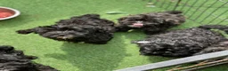 Shihpoo dogs for sale: Health Tested,READY TO GO - Advert 9