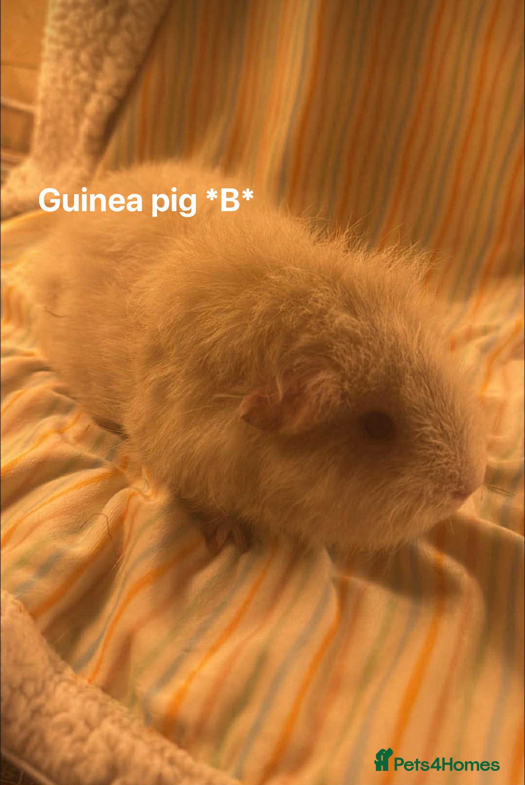 Guinea Pig rodents for sale: Mixed age female Guinea pigs for sale - Advert 1