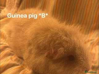 Guinea Pig rodents Mixed age female Guinea pigs for sale - Advert 11