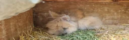 Lionhead rabbits for sale: Purebred double-maned friendly young lionhead boy - Advert 6