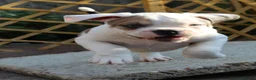 Dorset Olde Tyme Bulldogge dogs for sale: Dorset olde tyme bulldogs - Advert 3