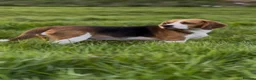 Beagle dogs for sale: CRACKER THE BEAUTIFUL BEAGLE  - Advert 7