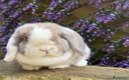 Mini Lop rabbits for sale: Mini lop  - Advert 5
