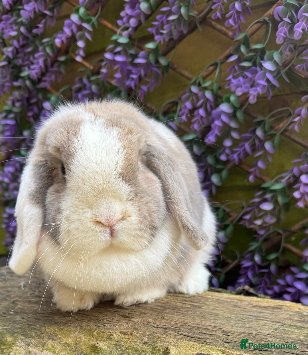 Mini Lop rabbits for sale: Mini lop  - Advert 5