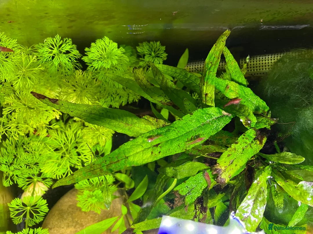 Shrimps fish for sale: Cherry Shrimp for Sale £1 each - Advert 7