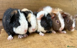 Guinea Pig rodents for sale: Teddy Guinea Pig Baby Boars - Image 7