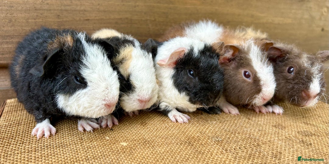 Guinea Pig rodents for sale: Teddy Guinea Pig Baby Boars - Image 7
