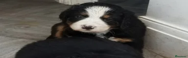 Bernese Mountain Dog 3