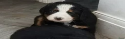 Bernese Mountain Dog dogs for sale: Bernesse pups in Coventry - Advert 5