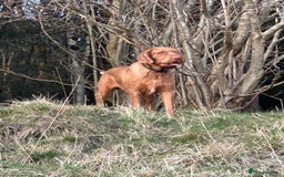 Hungarian Vizsla dogs for stud: mr wilkie - Image 2