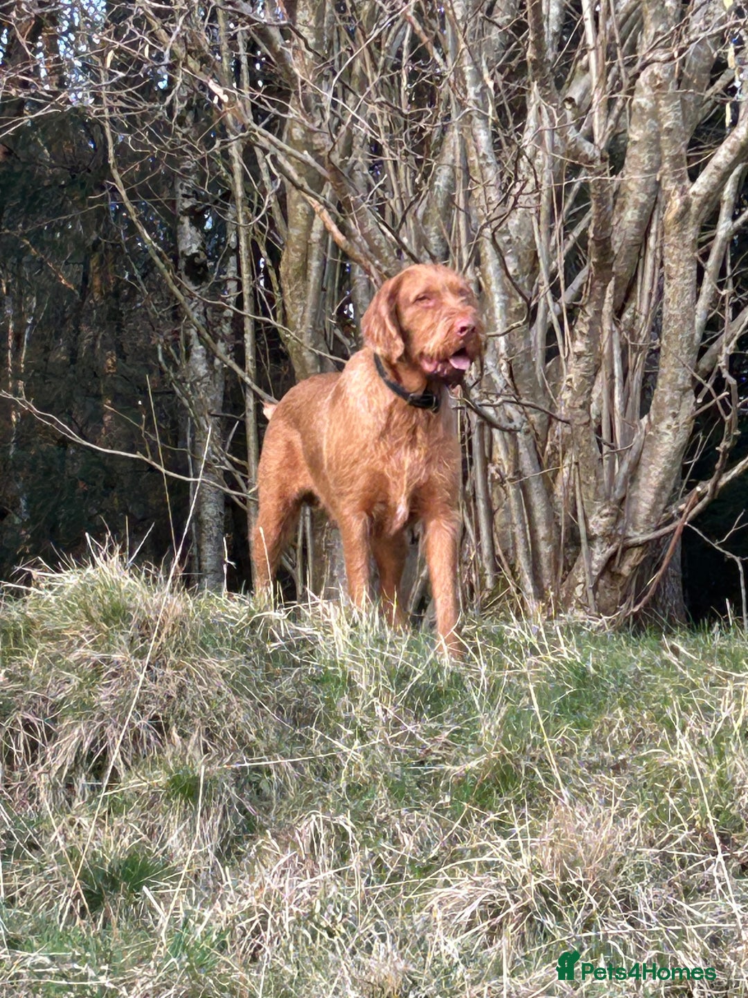 Hungarian Vizsla dogs for stud: mr wilkie - Image 2