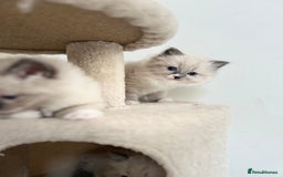 Ragdoll cats for sale: Meet Special Joy - Image 17