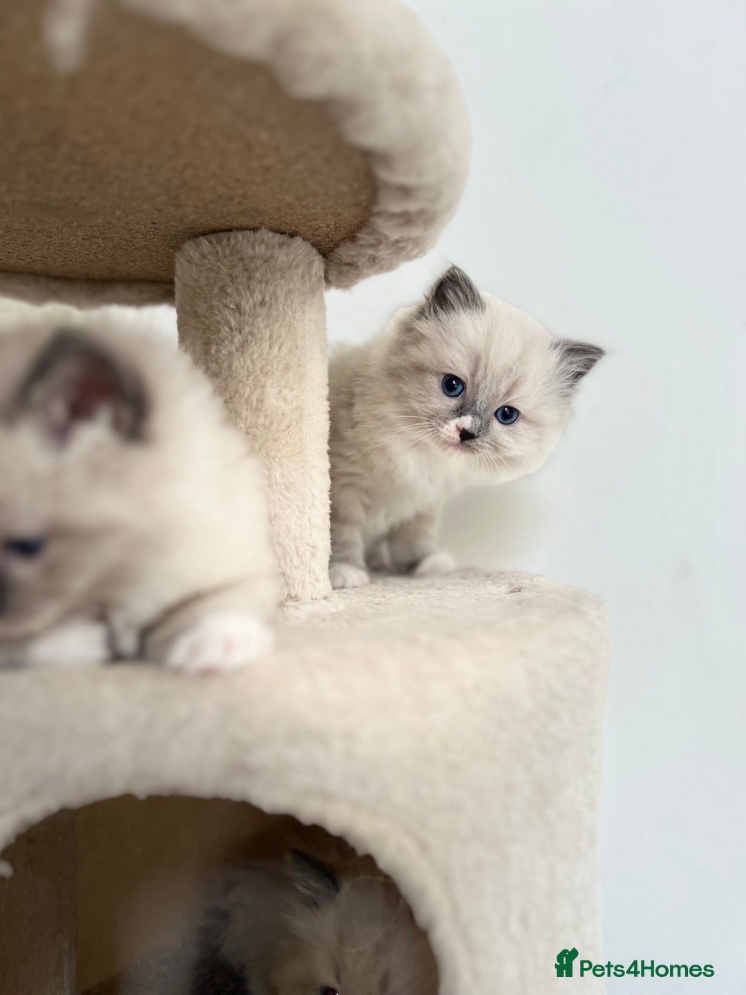 Ragdoll cats for sale: Meet Special Joy - Image 17