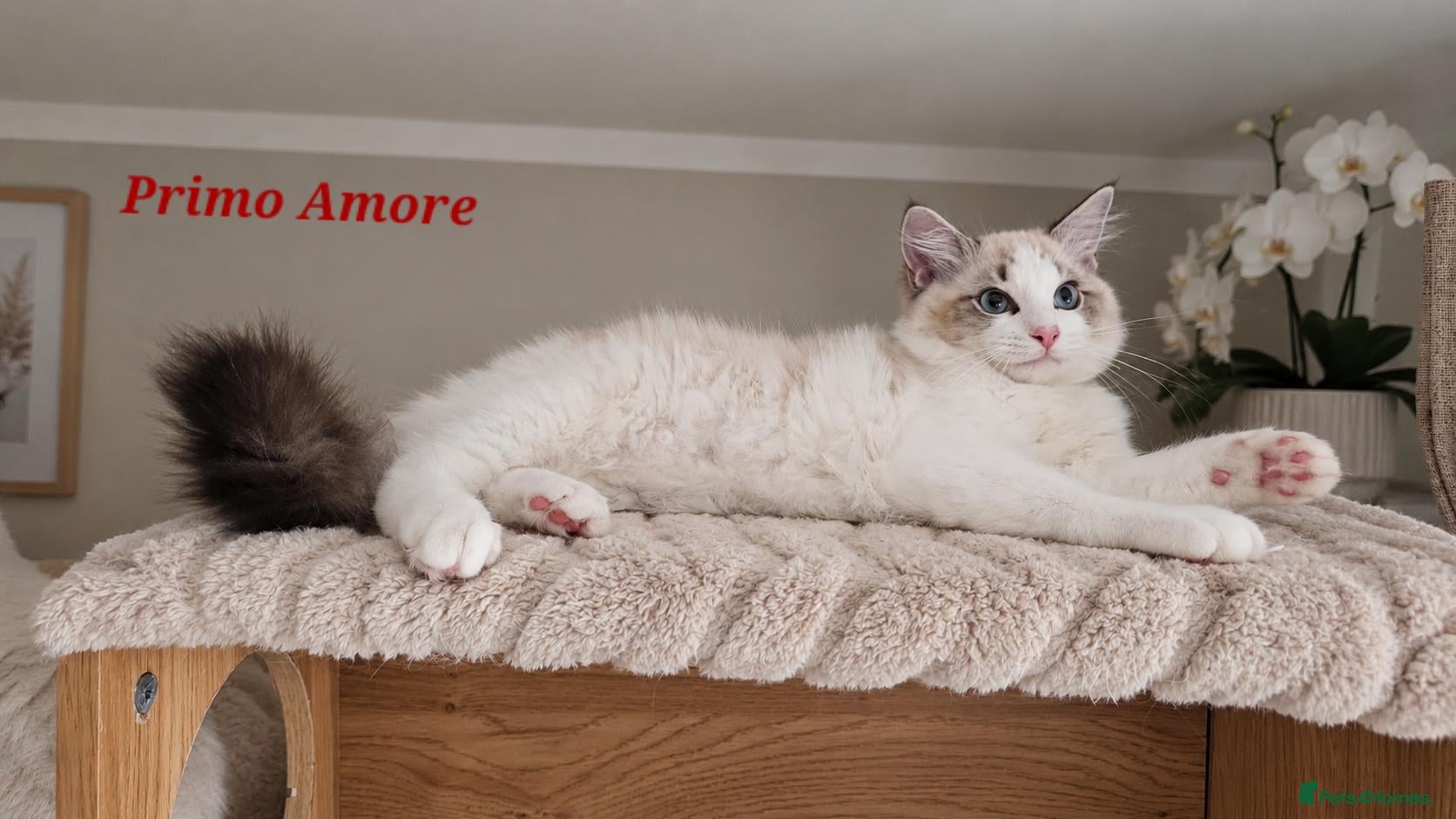Ragdoll cats STUNNING GCCF REGISTRED RAGDOLLS - Advert 2