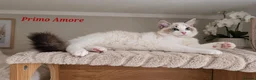 Ragdoll cats for sale: STUNNING GCCF REGISTRED RAGDOLLS - Advert 4
