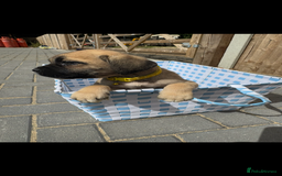 Cane Corso dogs for sale: cane corso puppy’s! - Image 8