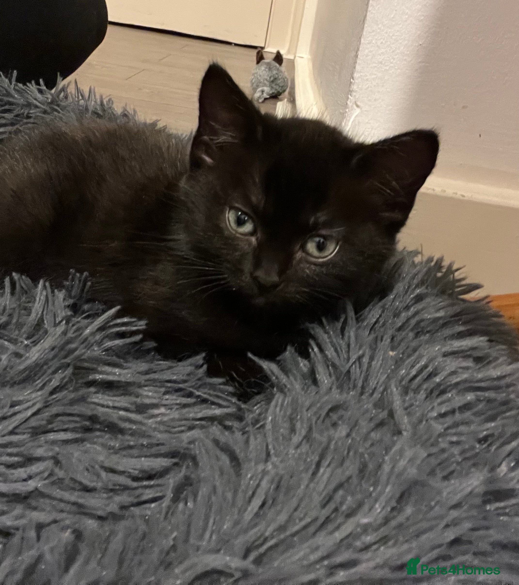 Ragdoll cats Ragdoll x kitten - Advert 4