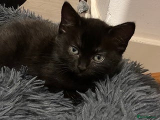 Ragdoll cats Ragdoll x kitten - Advert 4