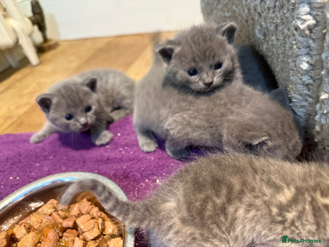 British Shorthair cats for sale: Beautiful Blue British Shorthair x Bengal kittens - Image 7