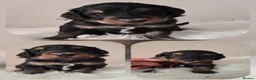 Bernedoodle dogs for sale: 🐾🐾 MIDI BERNEDOODLES 🐾🐾 - Advert 3